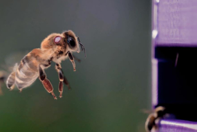 Honey brand deploys smart hives to protect Aussie bees