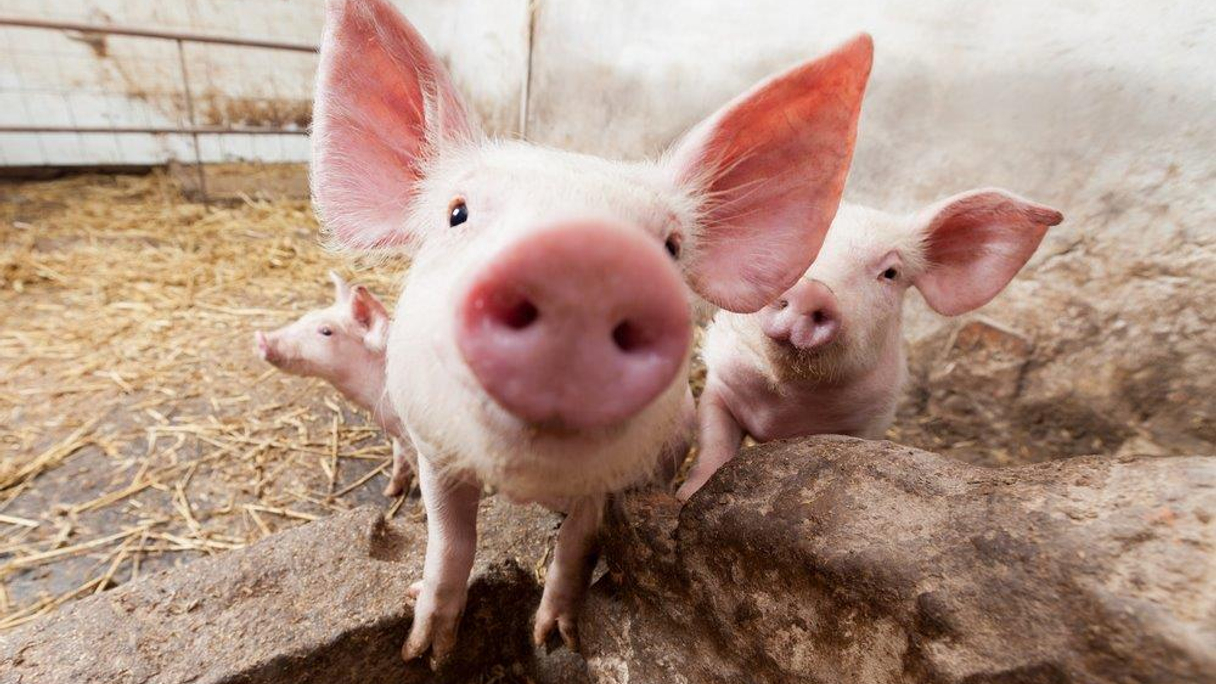 This little piggy's off to market