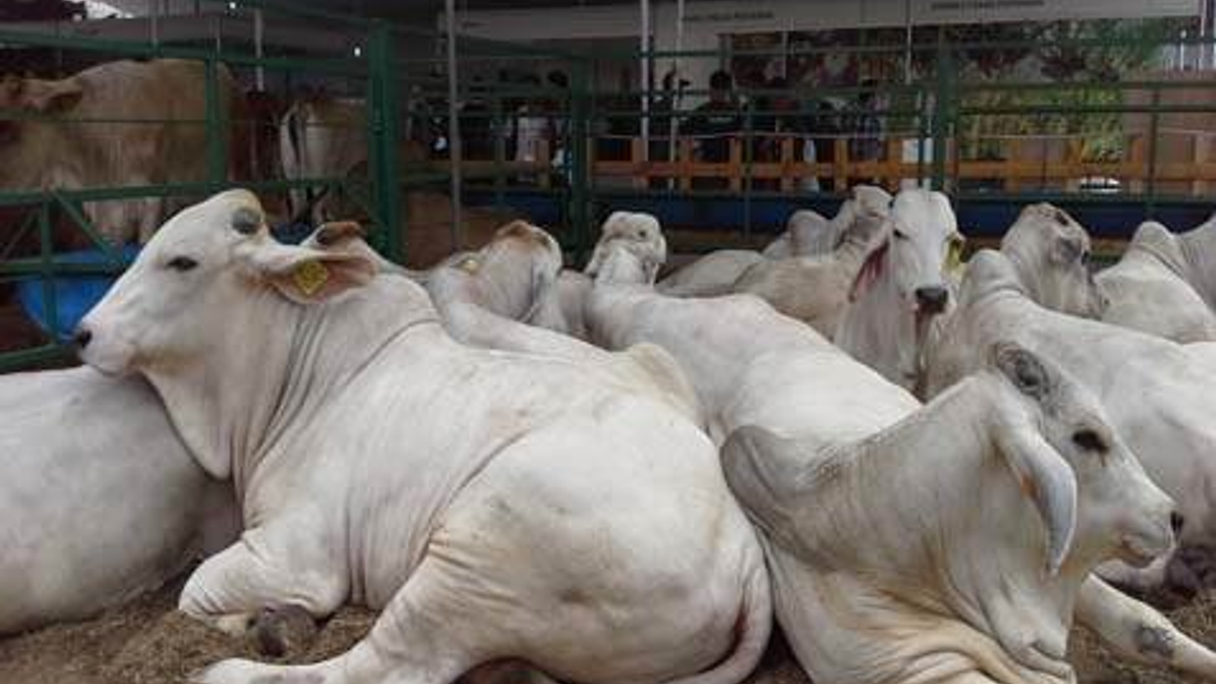 Japfa is Indonesia's leading premium milk producer