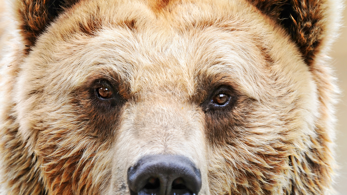 Face to face with the bear market
