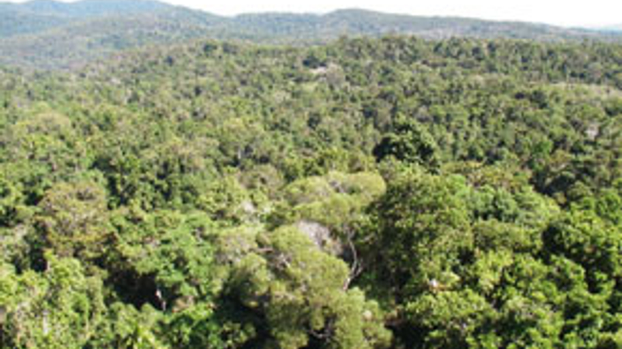 <div style="text-align: left;">
Sino-Forest is still looking for its trees
</div>