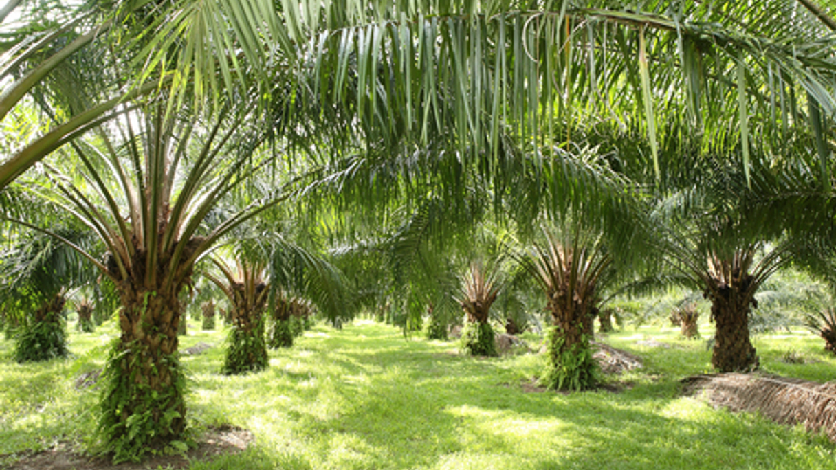 Sime Darby is the world's largest palm oil producer.