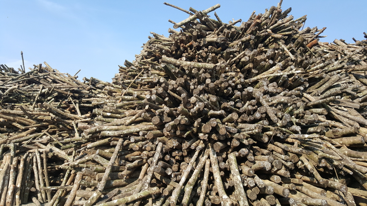 Wood logs are one of the raw materials in biomass energy production.
