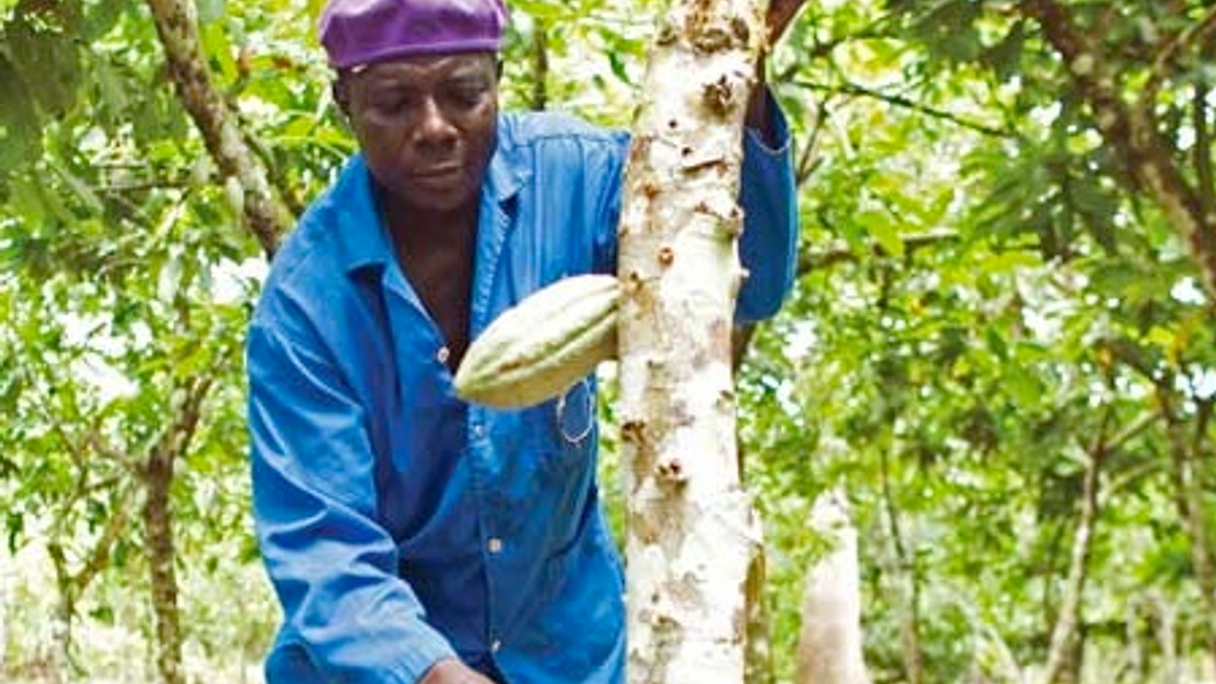 <div style="text-align: left;">
Olam: Investing in upstream production of cocoa and other agricultural commodities has been costly
</div>