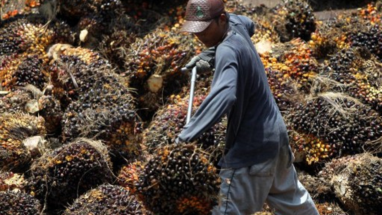 <div style="text-align: left;">
A worker loads palm oil fruits on to a lorry at a plantation in Indonesia (AFP) </div>