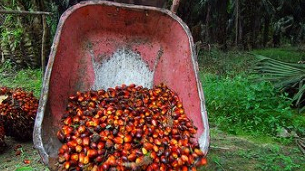 <div style="text-align: left;">
Harvesting of palm oil fruits at a plantation in Indonesia (AFP) </div>