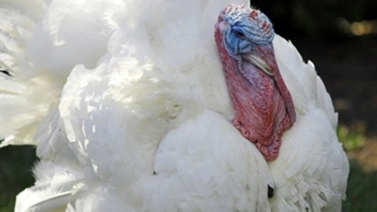 This turkey named "Apple" can breathe a sigh of relief after being pardoned by President Obama from becoming a Thanksgiving feast this year.