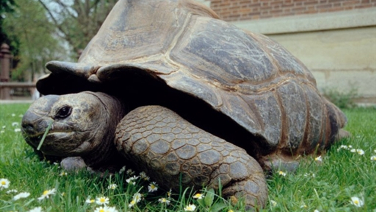 FinanceAsia readers expect a slow but steady recovery in 2011.