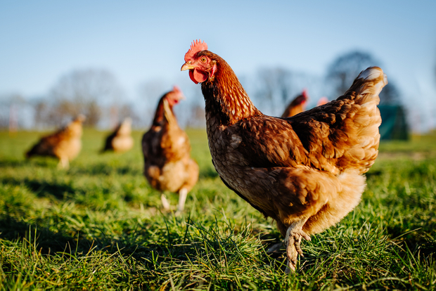 KKR gobbles up Australian fund Aware Super's chicken business