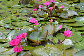 Nature-based solutions: Asset owners 'asking for product' focused on Asia