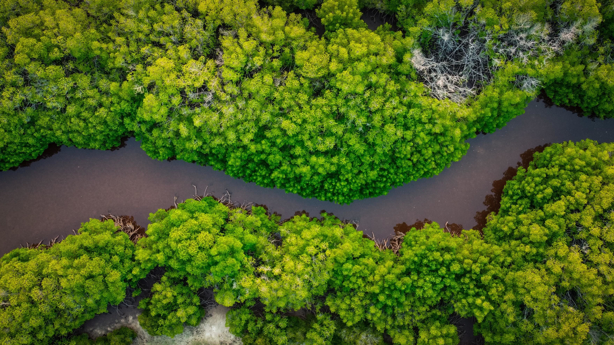 Central banks must take coordinated ESG action: WWF