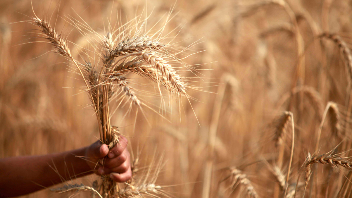 Panellists eye commodity investment options