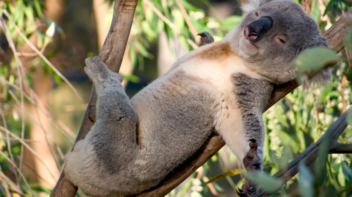 “Complacent” Australian super funds face mergers