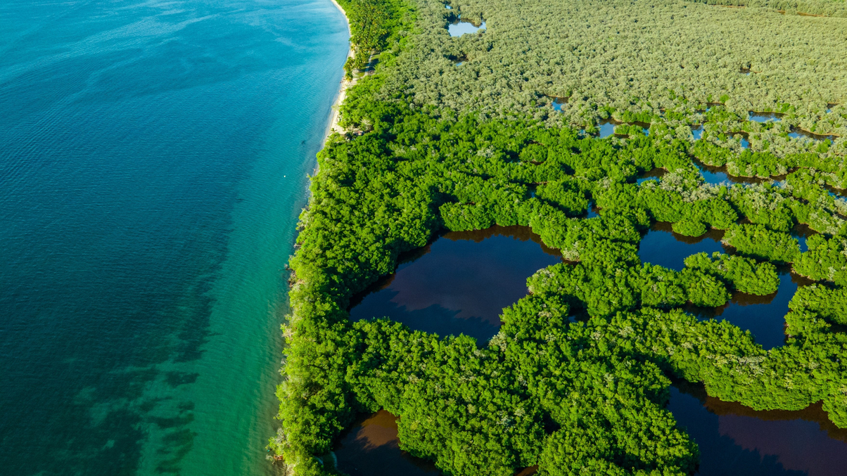 Large Asia asset owners join push to lobby global firms on nature risks