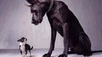 Can asset managers be ‘too big to fail’?