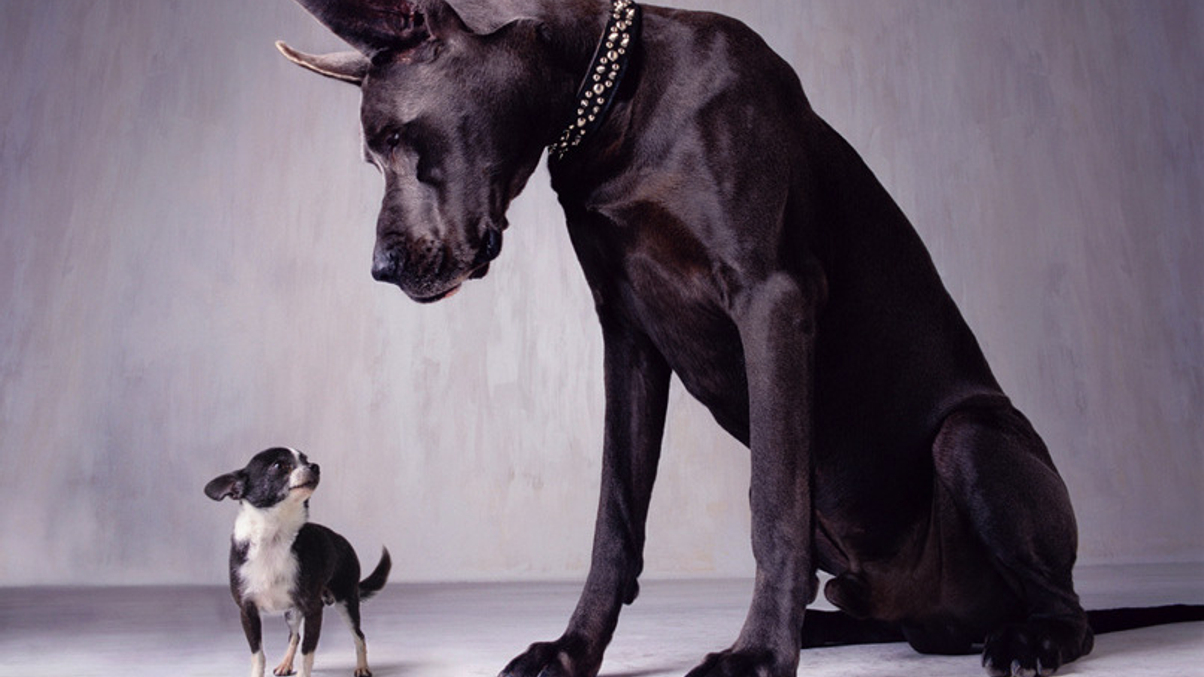 Can asset managers be ‘too big to fail’?