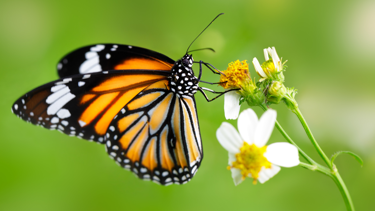Nature-based climate solutions key to biodiversity crisis