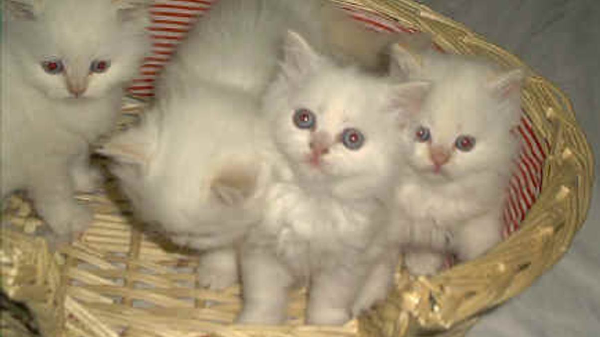 "Is it fun being Lloyd Blankfein?" ponder hedge fund managers