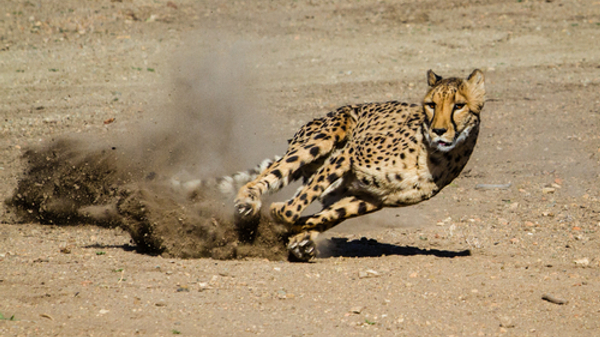 FWD CIO feels need for more speed