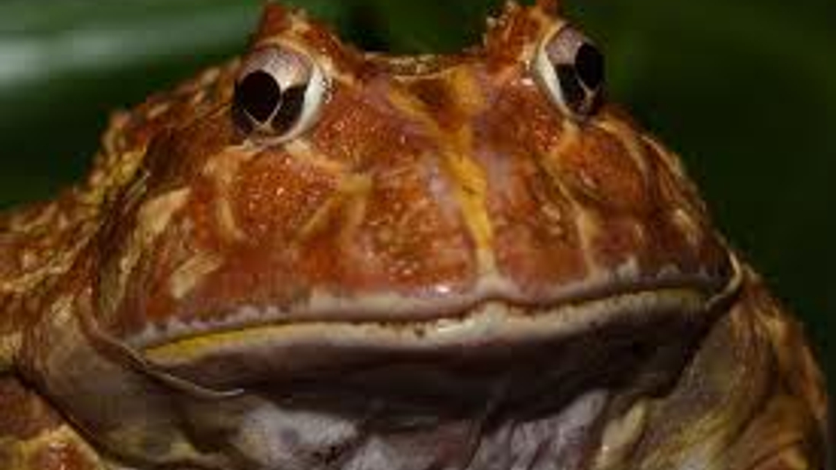 Boiling Germans like frogs in a wok: Andy Xie