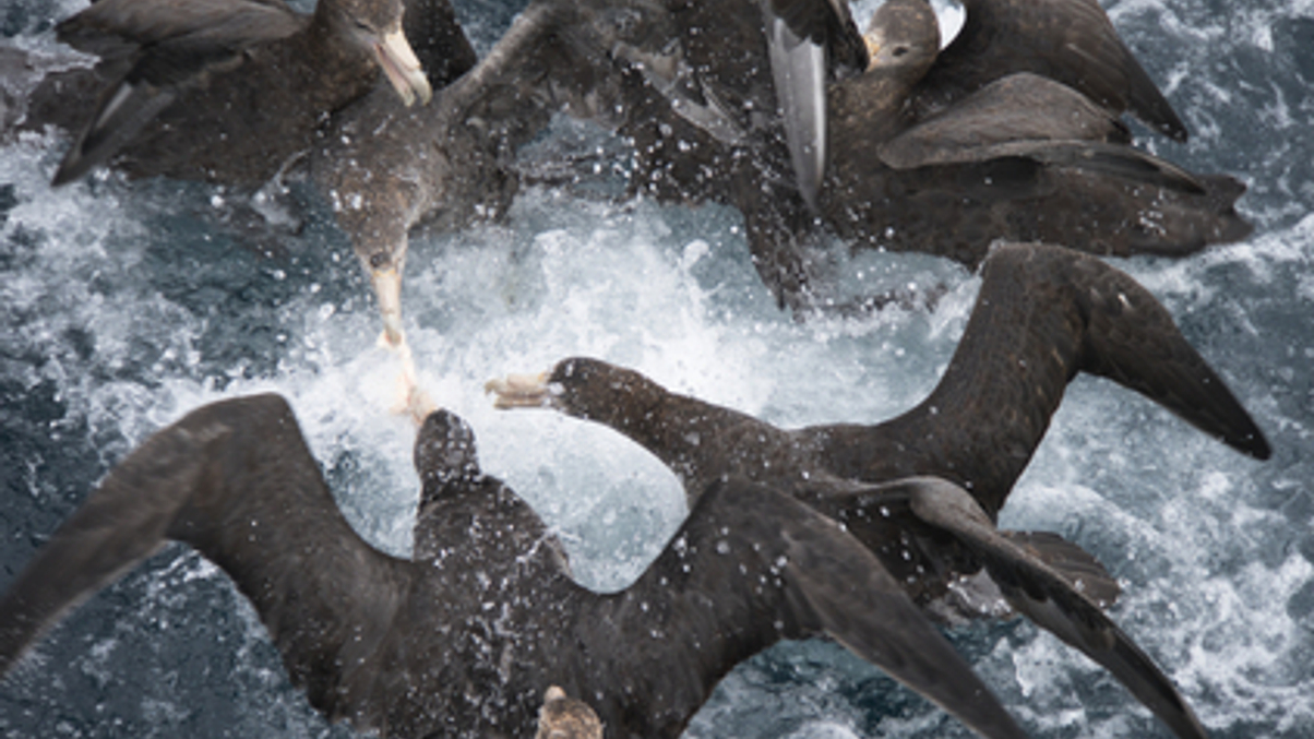 Fund houses in “feeding frenzy” for China staff