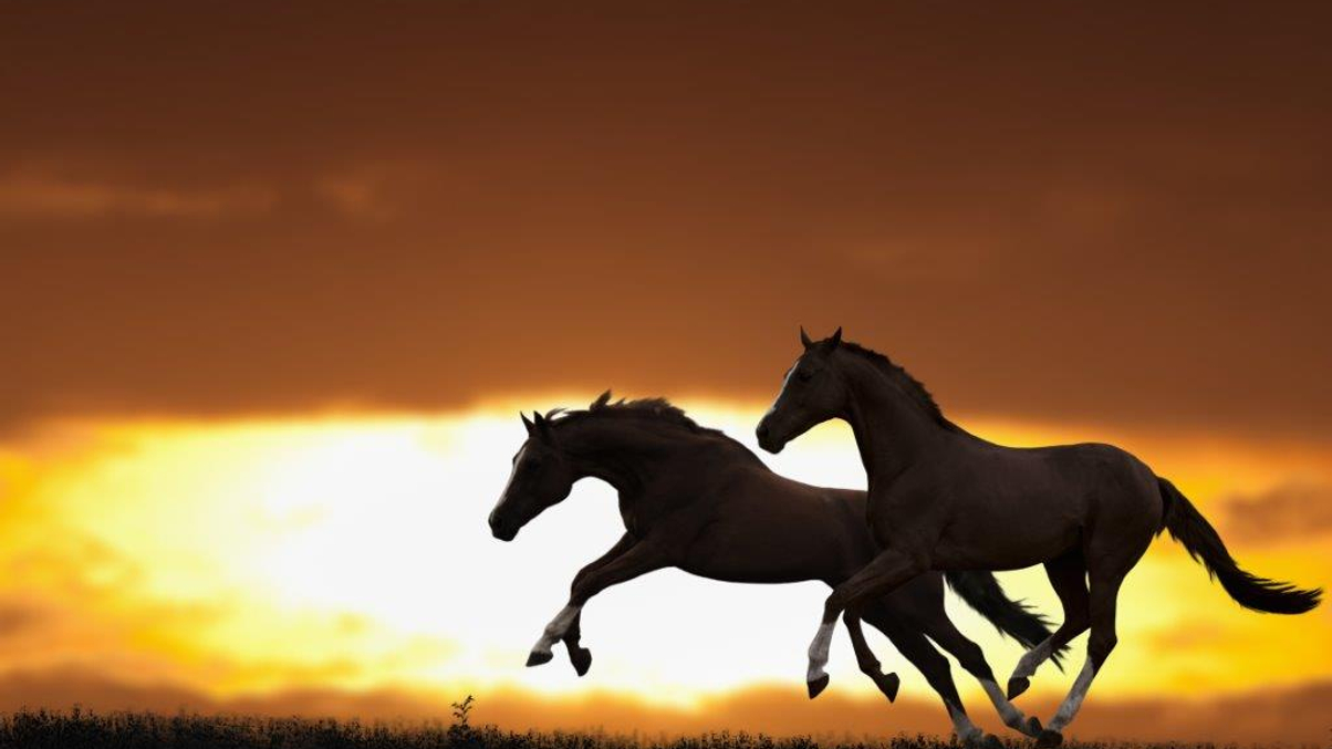 What should we expect from Year of the Horse?