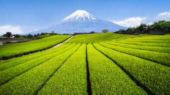 Nippon Life's PRI appointment boosts Japan’s ESG push