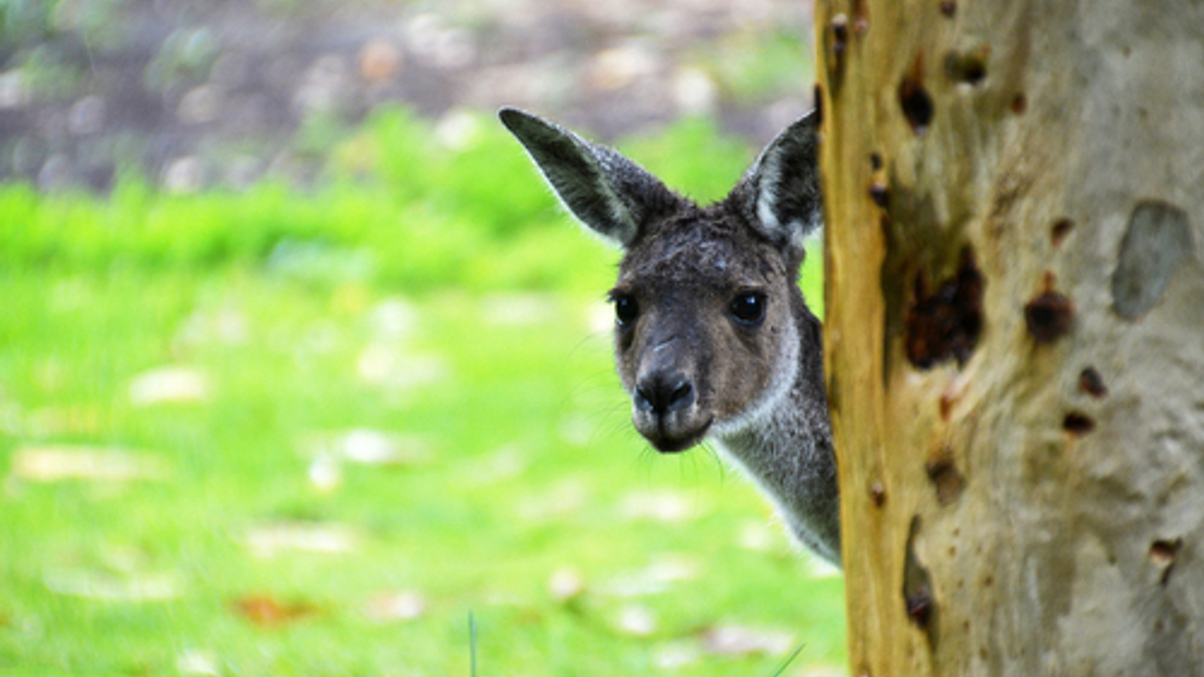 Australian asset owners seen turning defensive