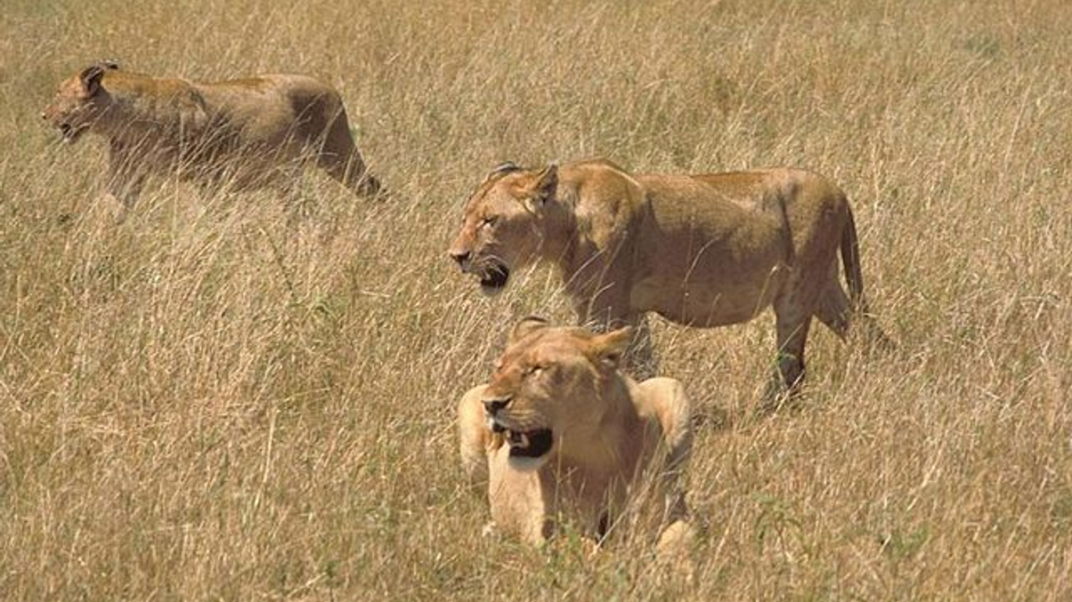 Alternatives news roundup: PE firms circling Toshiba; Asia SWFs targeting US housing