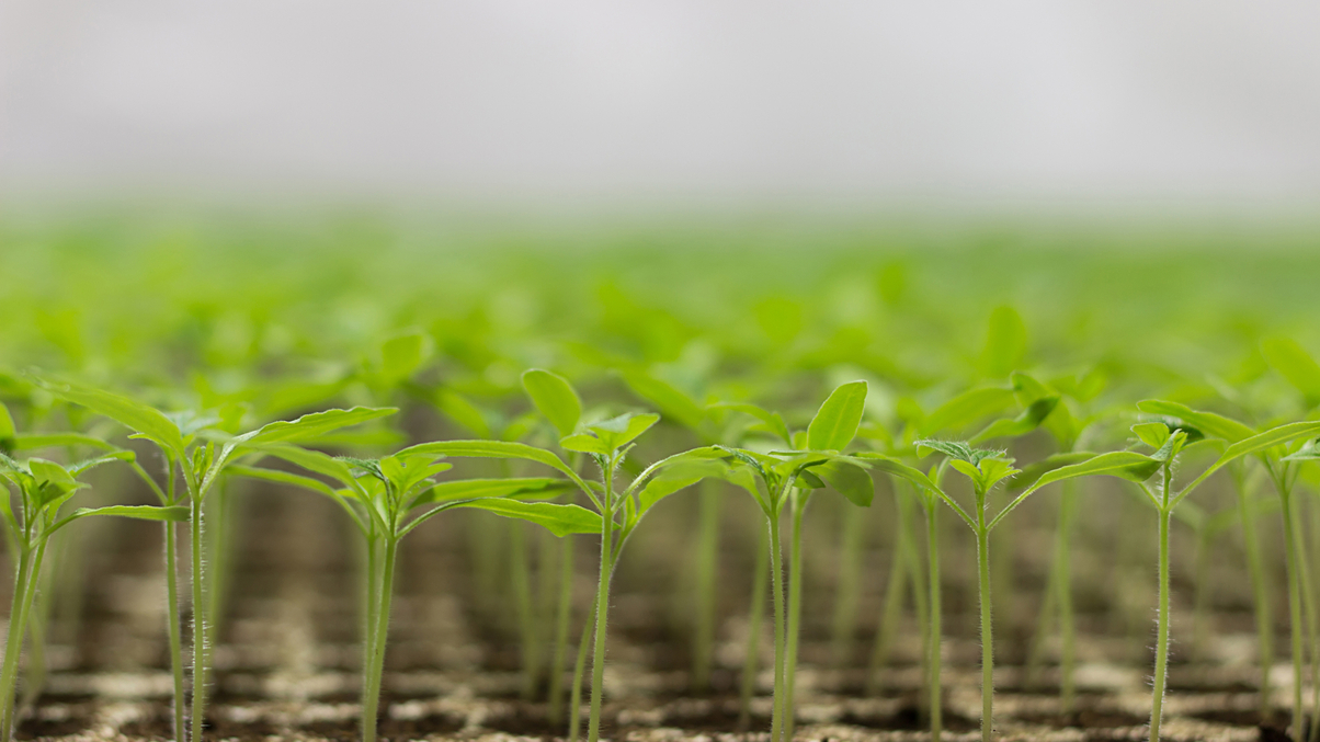 Why active management is essential in sustainable investing