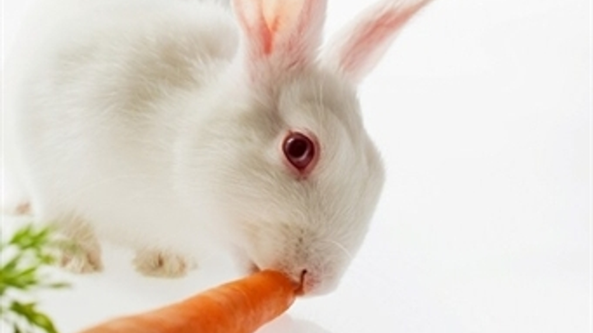 Best of the bunny
