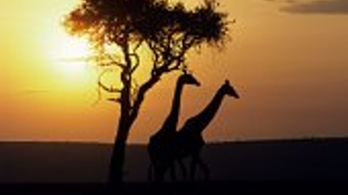 RQFII quota tipped for Dubai, Africa, LatAm