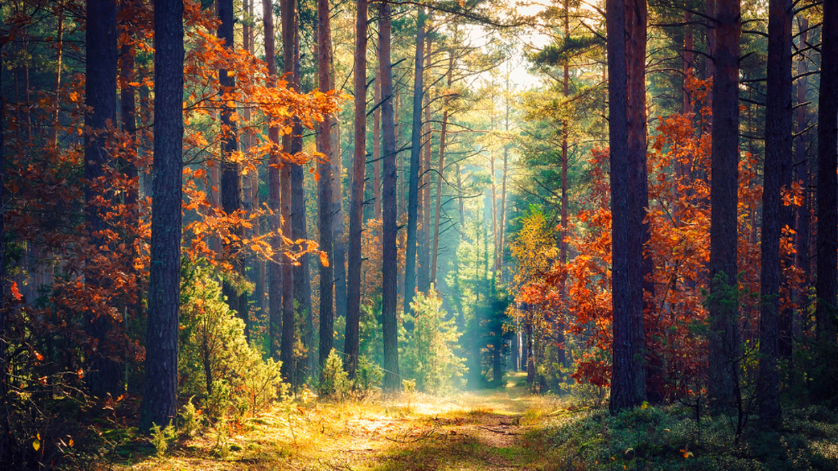 Temasek's interest in nature-based investments grows