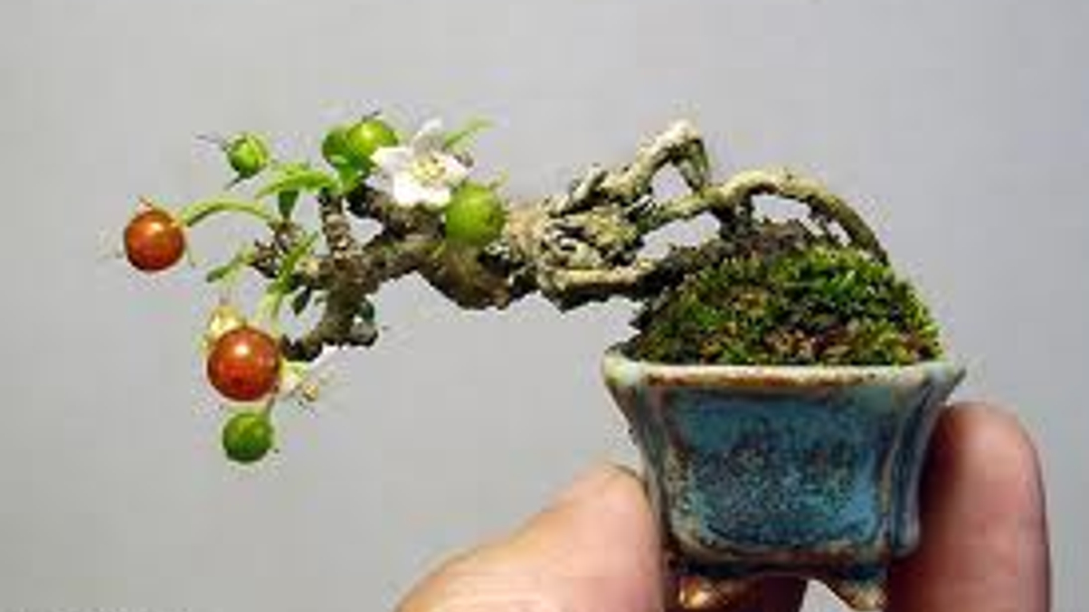 Independent asset managers on rise in Japan