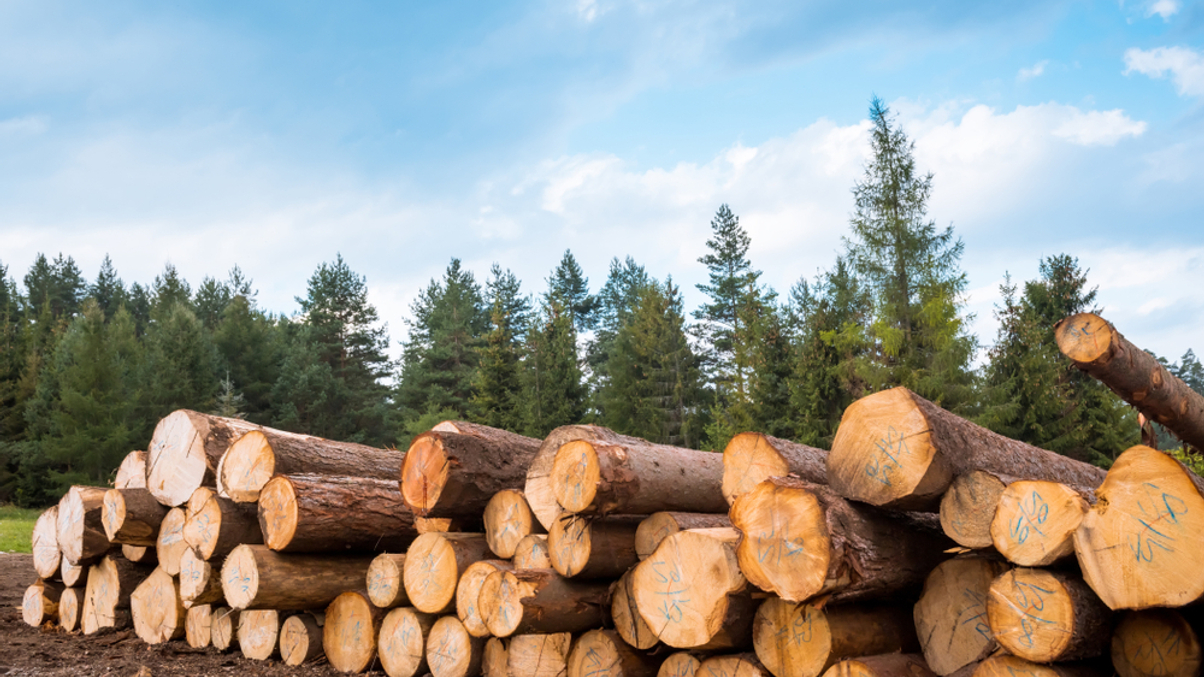 Natural capital gains ground among asset allocators
