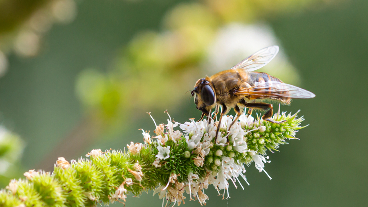 Asset owners eager to step up biodiversity coverage