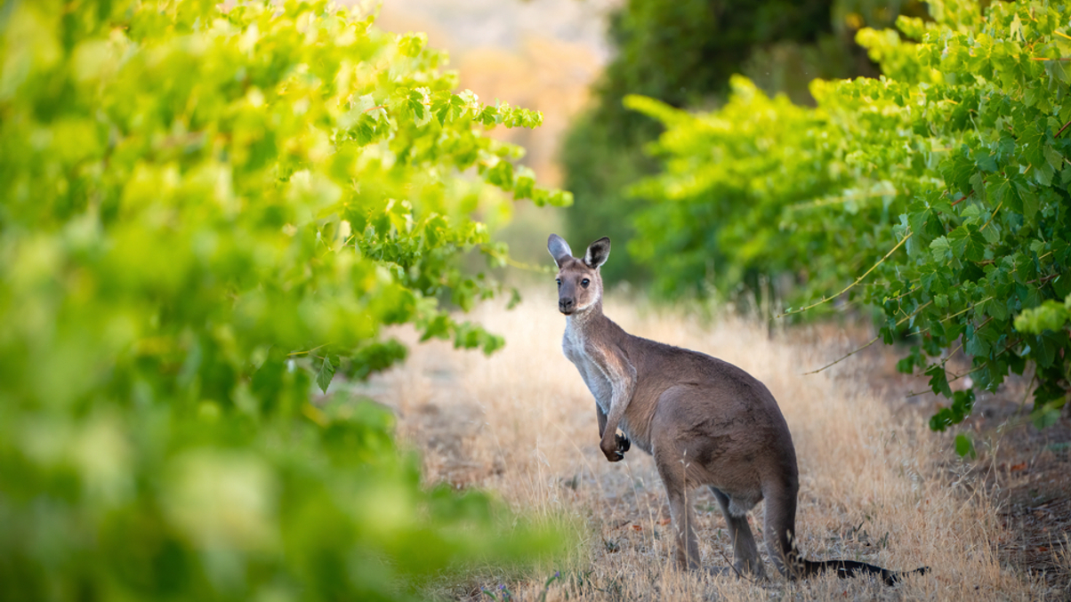 Global pension funds flock to Australian farmland