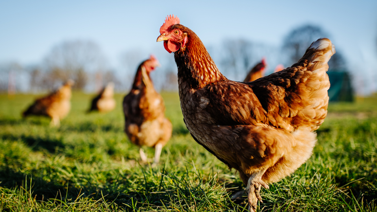 KKR gobbles up Australian fund Aware Super's chicken business