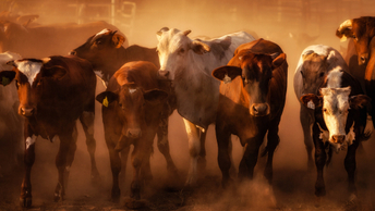 AIMCo pursues diversified agriculture assets in Australia