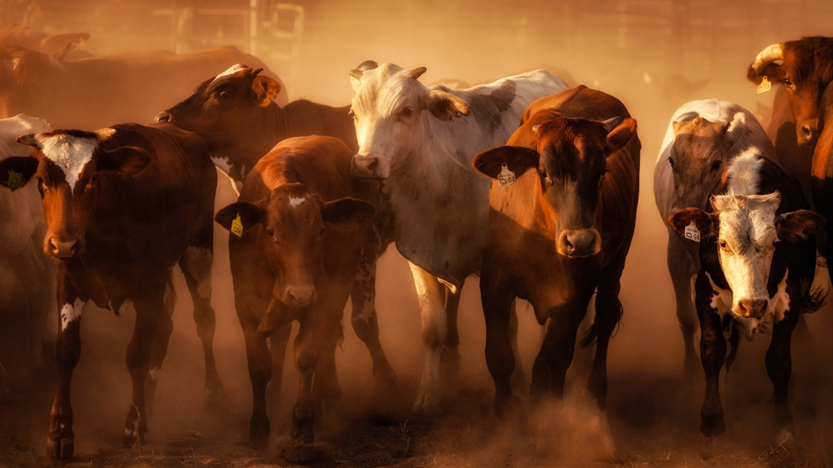 AIMCo pursues diversified agriculture assets in Australia