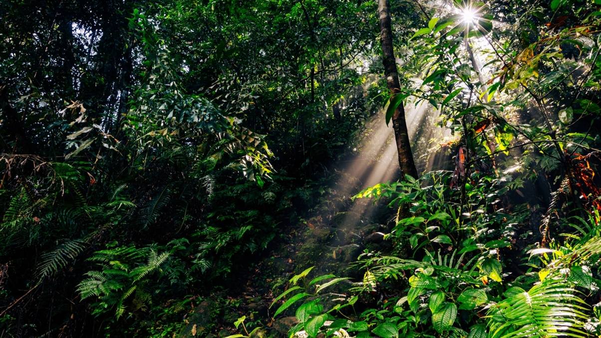 Nature Conservancy's Singapore unit eyes partnerships, blended finance