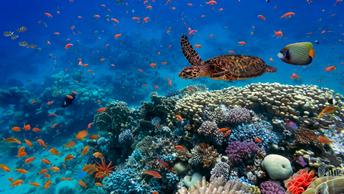 Blue economy boost for investors from High Seas Treaty