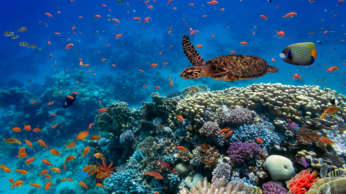 Blue economy boost for investors from High Seas Treaty