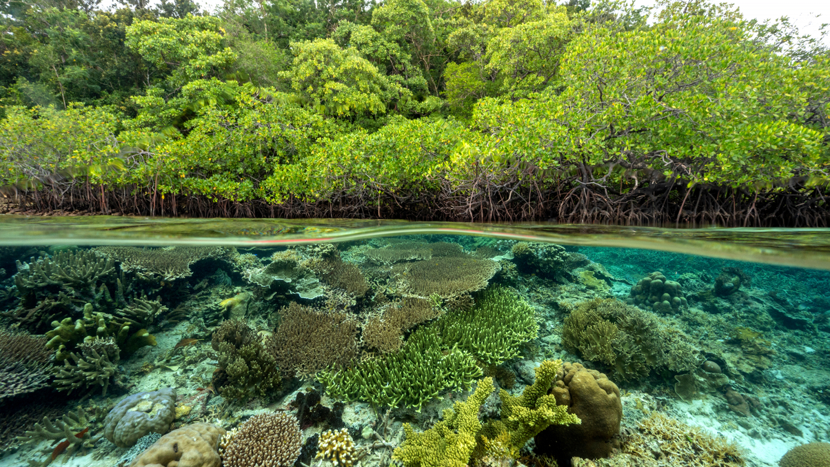 Asian institutions seen lagging on biodiversity protection
