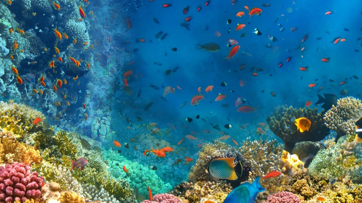 Institutions struggle to find biodiversity investments in Asia