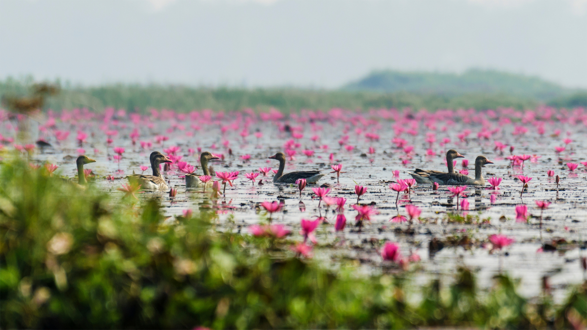 The Nature Conservancy building 'strong candidate' pipeline for Asia impact deals