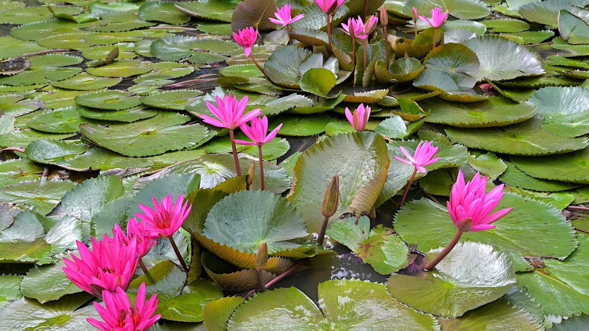 Nature-based solutions: Asset owners 'asking for product' focused on Asia