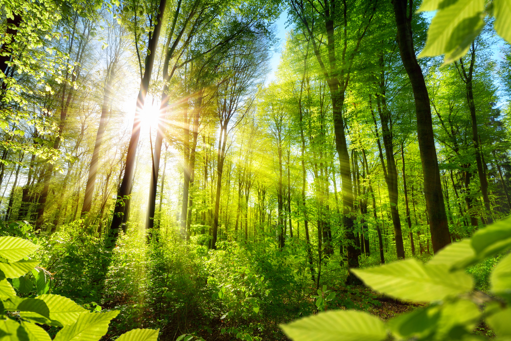 How Temasek's GenZero invests in nature-based solutions | ESG ...