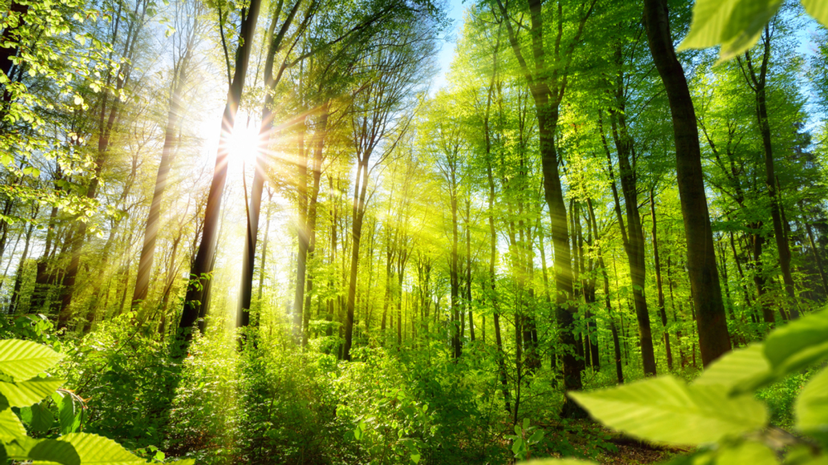 How Temasek's GenZero invests in nature-based solutions