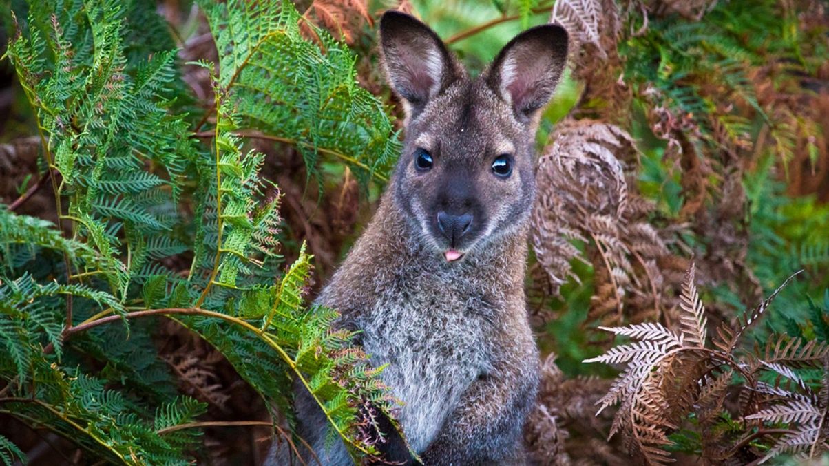 APG makes strategic leap into Australian forestry